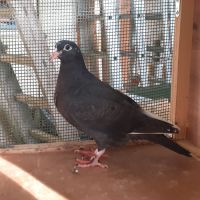 Jeunes pigeons noirs ou noirs à vol blanc #10