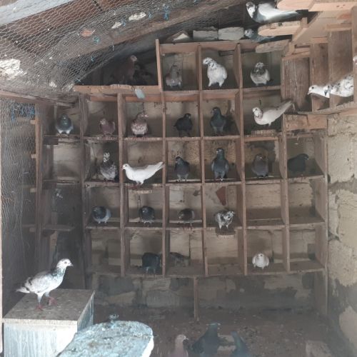 Couple de pigeons adultes