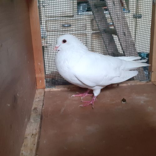 Couple de pigeons adultes