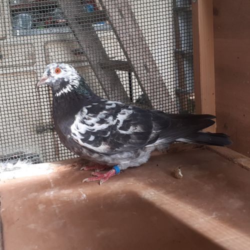 Couple de pigeons adultes #5