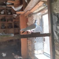 Couple de pigeons adultes #1