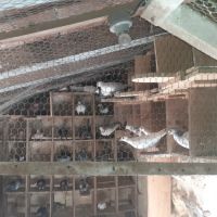 Couple de pigeons adultes #2