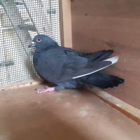 Couple de pigeons adultes #2