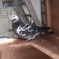 Couple de pigeons adultes #5