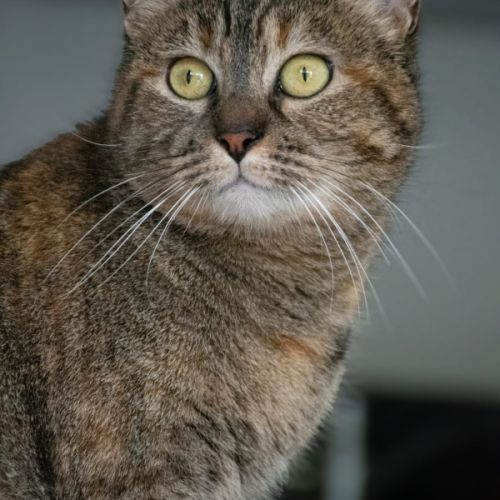 Nikita est à adopter #2