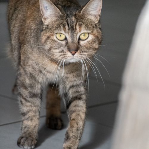 Nikita est à adopter