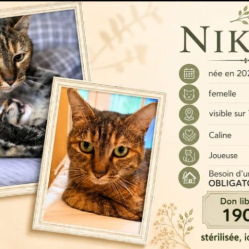 Nikita est à adopter