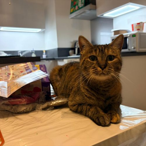 Nikita est à adopter #0