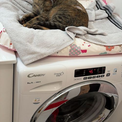 Nikita est à adopter #4