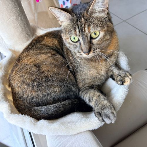 Nikita est à adopter