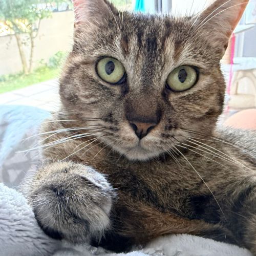 Nikita est à adopter #10