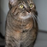 Nikita est à adopter #1