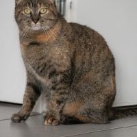 Nikita est à adopter #4