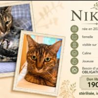 Nikita est à adopter