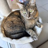 Nikita est à adopter