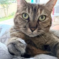 Nikita est à adopter #10