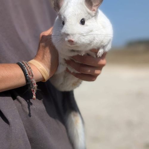 Chinchillas a l’adoption pour une association