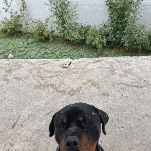 Donne rottweiler #0