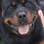 Donne rottweiler #2