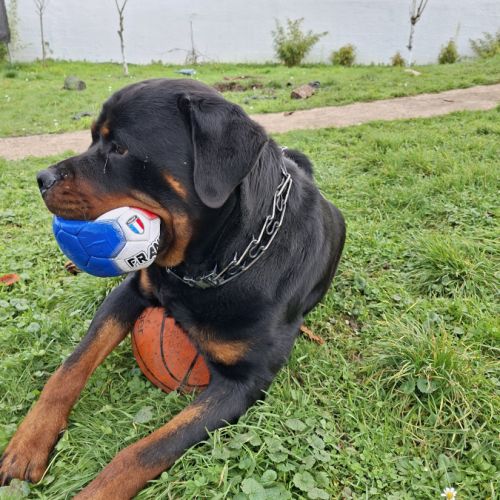 Donne rottweiler #5
