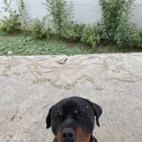 Donne rottweiler