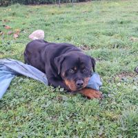 Donne rottweiler #6