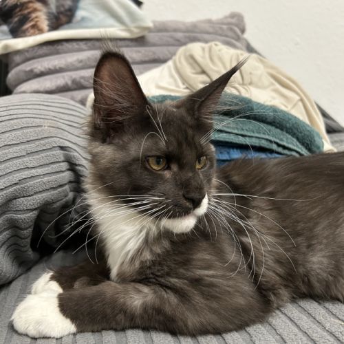 Chatons maine coon #1