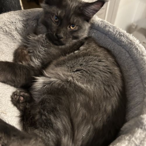 Chatons maine coon #2