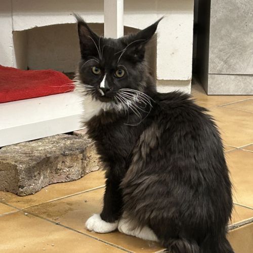 Chatons maine coon #3