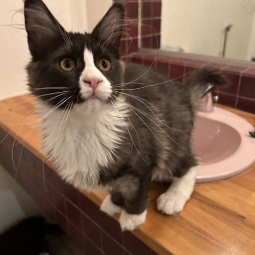 Chatons maine coon #0