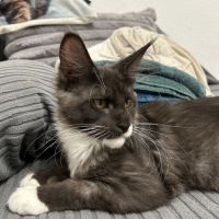 Chatons maine coon #1