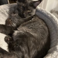 Chatons maine coon #2