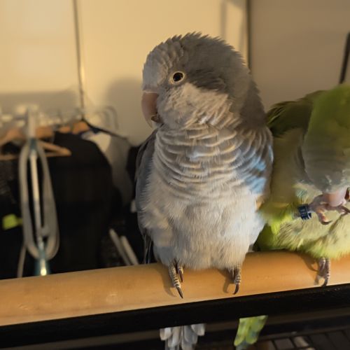 2 conure moine-eam(myiopsitta monachus) #2