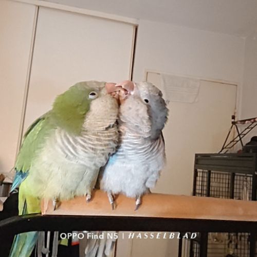 2 conure moine-eam(myiopsitta monachus)