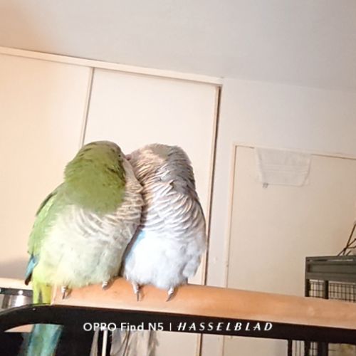 2 conure moine-eam(myiopsitta monachus) #4