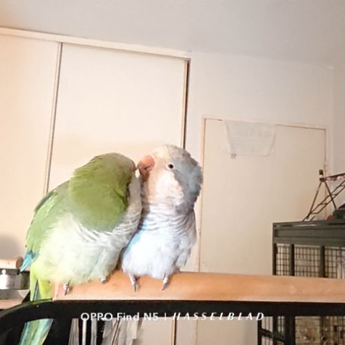 2 conure moine-eam(myiopsitta monachus) #5