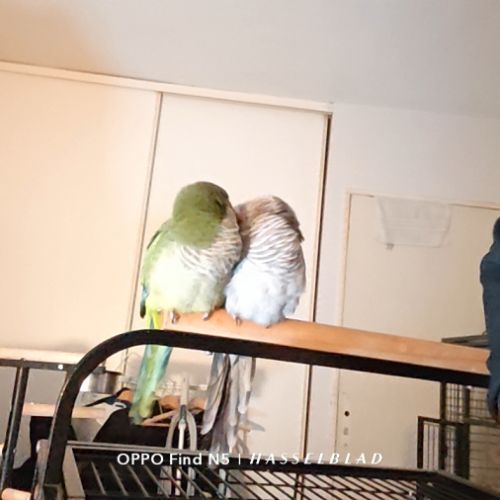 2 conure moine-eam(myiopsitta monachus) #6