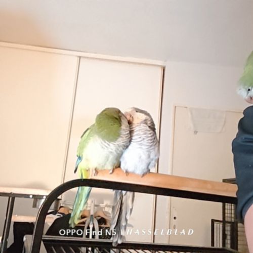 2 conure moine-eam(myiopsitta monachus) #7