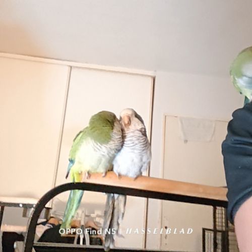 2 conure moine-eam(myiopsitta monachus) #8