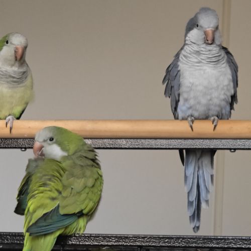 2 conure moine-eam(myiopsitta monachus) #10