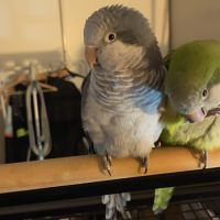 2 conure moine-eam(myiopsitta monachus) #1