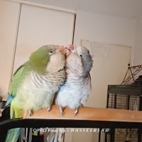 2 conure moine-eam(myiopsitta monachus)