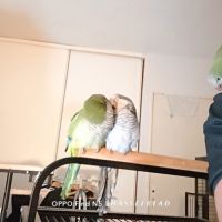 2 conure moine-eam(myiopsitta monachus) #7
