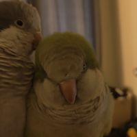 2 conure moine-eam(myiopsitta monachus) #9