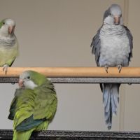 2 conure moine-eam(myiopsitta monachus) #10