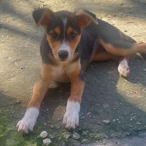 Aloe se trouve dans un refuge en guadeloupe