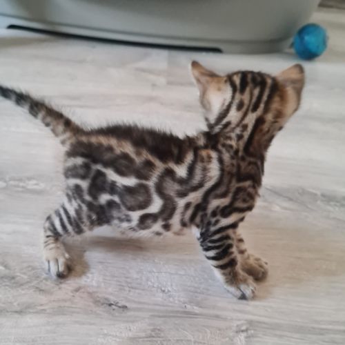 A reserver chaton bengal #1