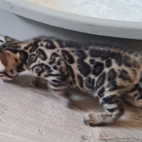 A reserver chaton bengal #2