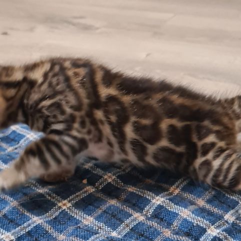 A reserver chaton bengal #3
