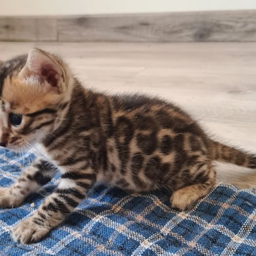 A reserver chaton bengal #4